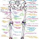 Bones & Bony Landmarks of Lower Extremity