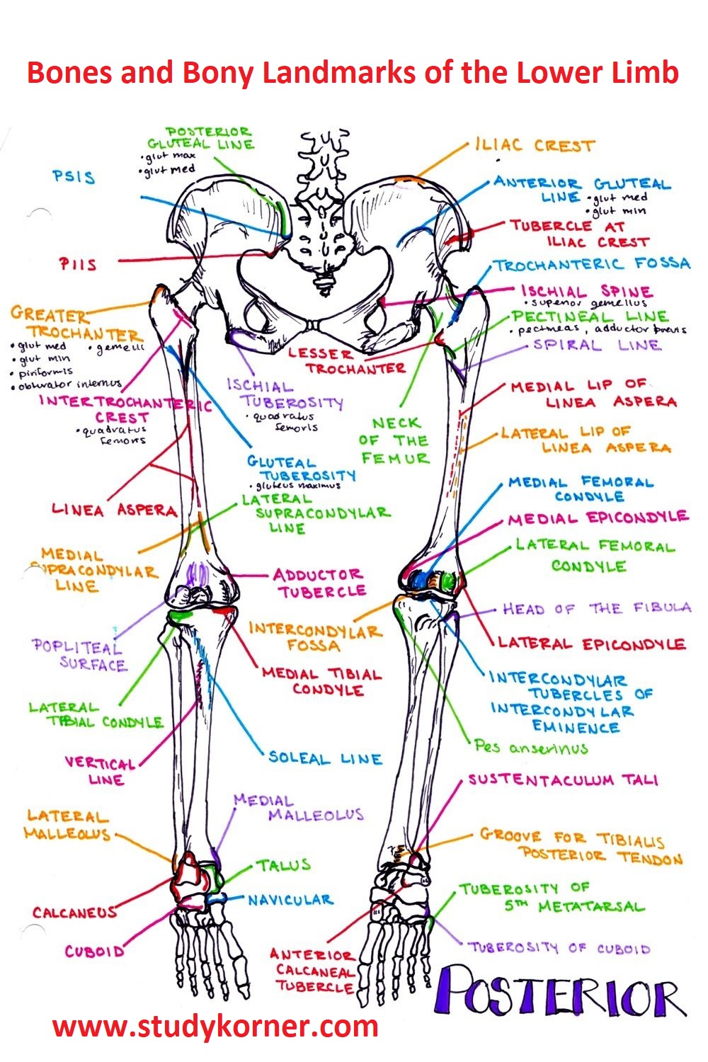 Bones & Bony Landmarks of Lower Extremity