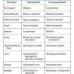 Pharmacology Nursing: Sympathetic vs Parasympathetic Effects on Body