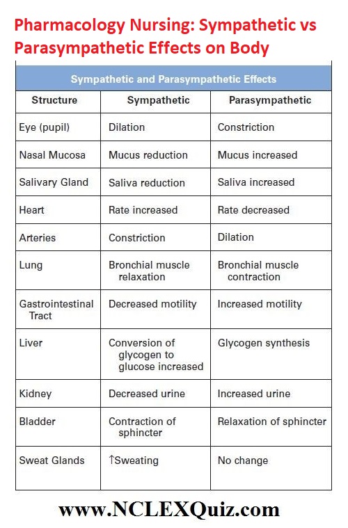 Pharmacology Nursing: Sympathetic vs Parasympathetic Effects on Body