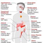 Endocrine System Organs and Hormones