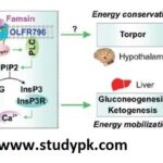 Famsin: A Newly-Identified Gut-Secreted Hormone Promoting Metabolic Adaptations during Fasting through OLFR796 Receptor Binding