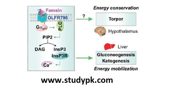 Famsin: A Newly-Identified Gut-Secreted Hormone Promoting Metabolic Adaptations during Fasting through OLFR796 Receptor Binding