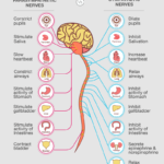 Nervous System Physiology: Sympathetic and Parasympathetic Nervous System