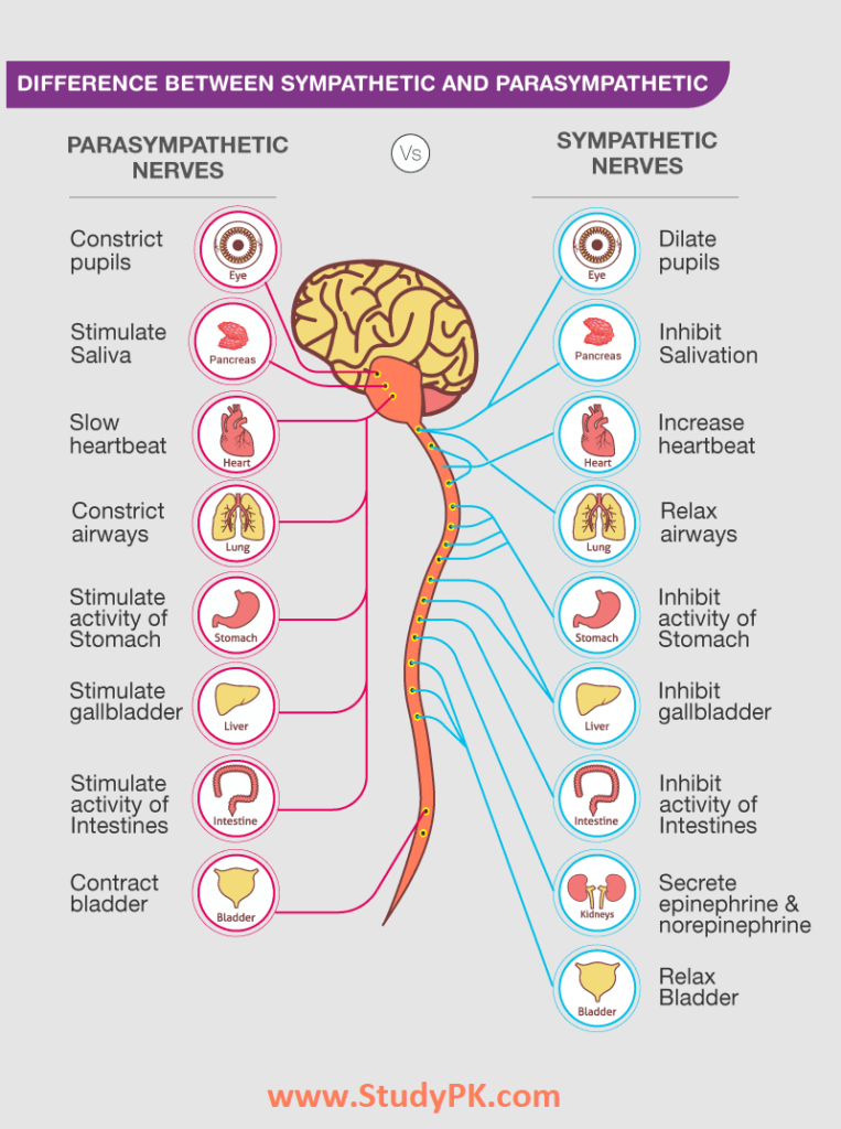 Nervous System Physiology: Sympathetic and Parasympathetic Nervous ...