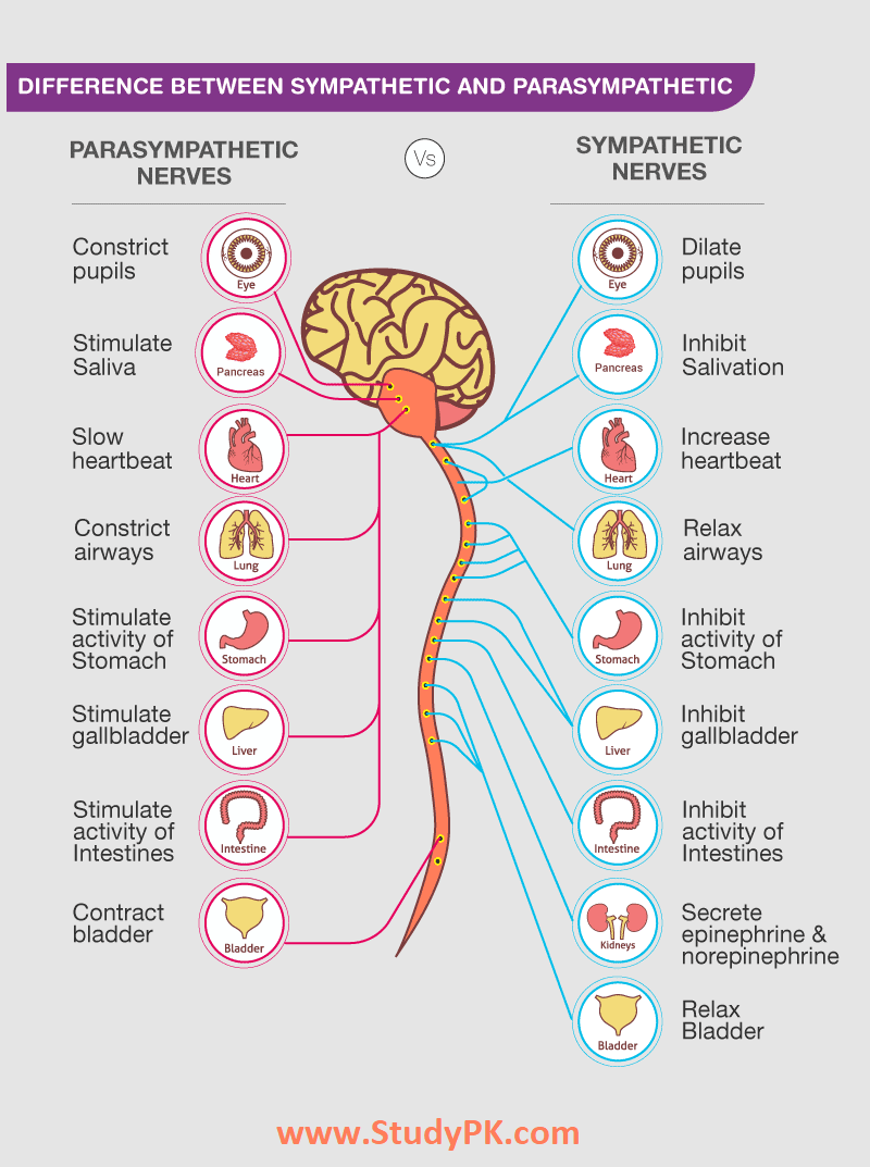 Nervous System Physiology: Sympathetic and Parasympathetic Nervous System