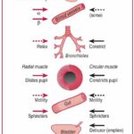 Sympathetic vs Parasympathetic Blood Vessels