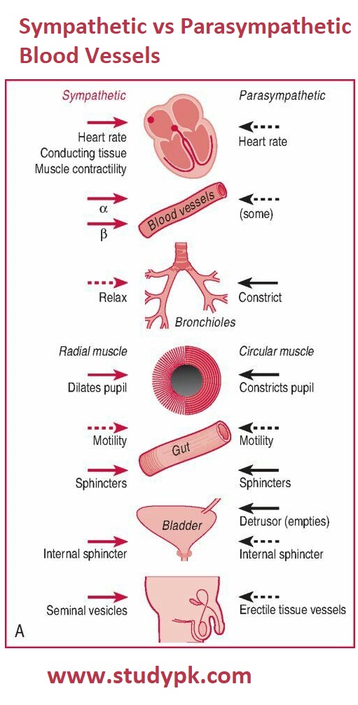 Sympathetic vs Parasympathetic Blood Vessels