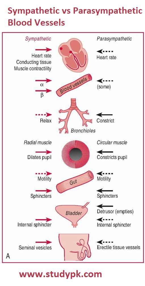 Comparison Of Sympathetic Vs Parasympathetic Blood Vessels StudyPK Comparison Of Sympathetic Vs Parasympathetic Blood Vessels StudyPK
