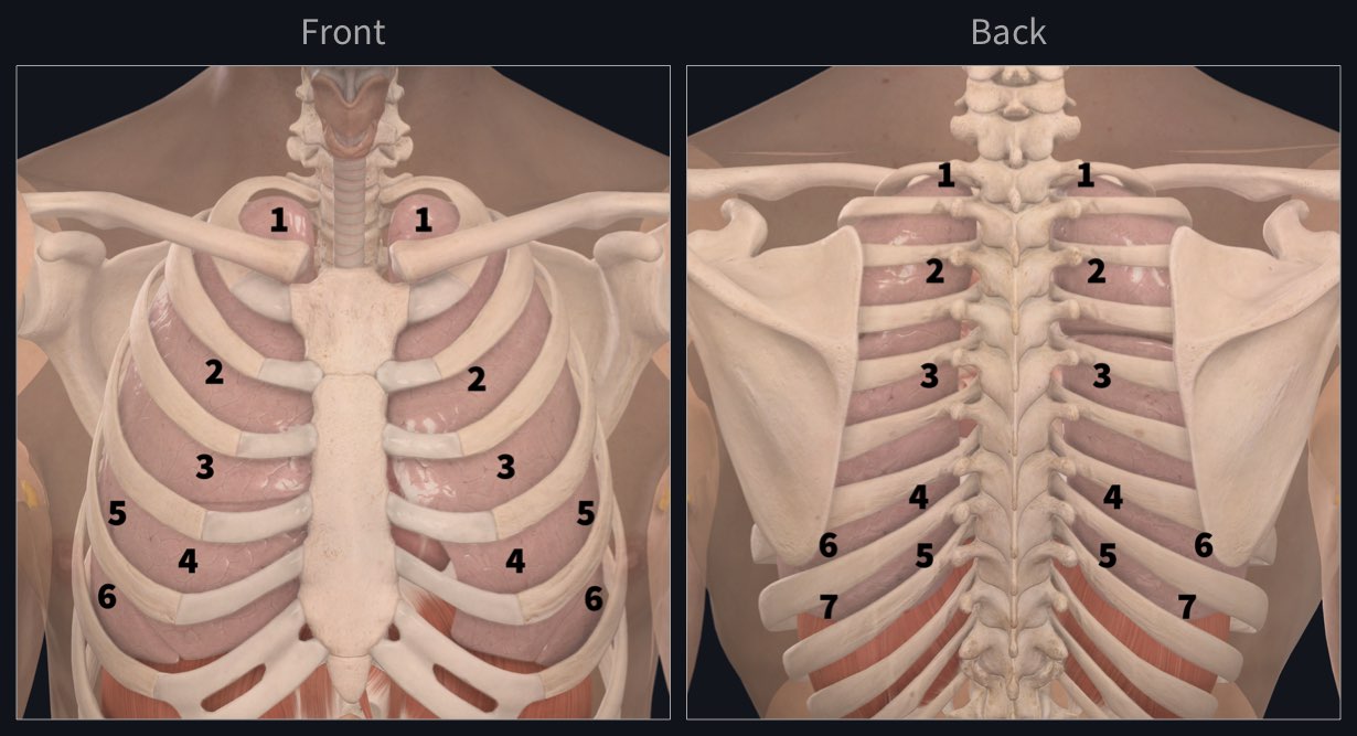 NCLEX Practice Question on Pneumonia Auscultation Findings