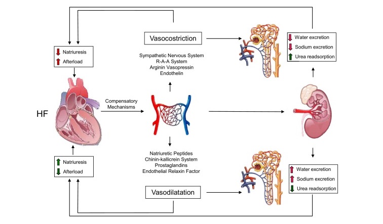 Fluid Overload in a Client with Heart Failure: Nursing Assessment and Interventions
