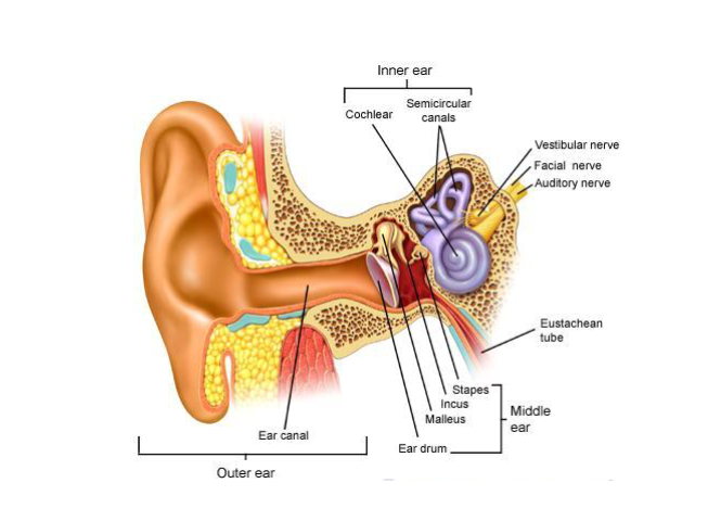 NCLEX Question: Adverse Effects of Streptomycin in Tuberculosis Treatment